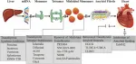 Transthyretin cardiac amyloidosis and mechanisms of drug action.